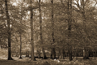 sepia-hardwood-forest